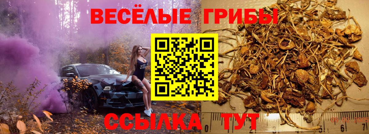 Галлюциногенные грибы Psilocybe Карасук